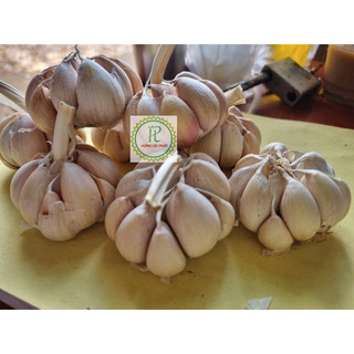 Tỏi Tía (củ nhánh to)