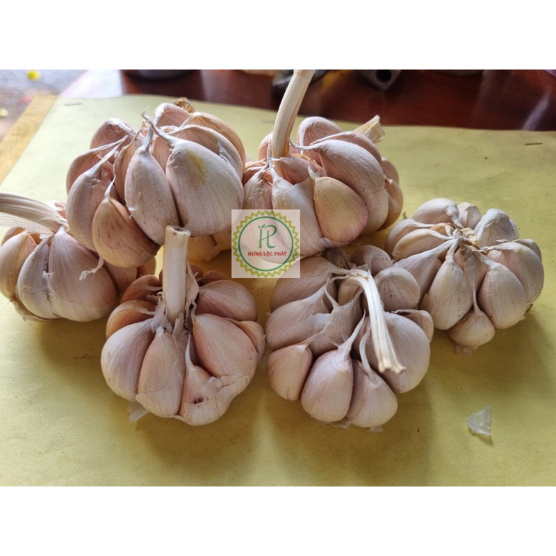 Tỏi Tía (củ nhánh to)