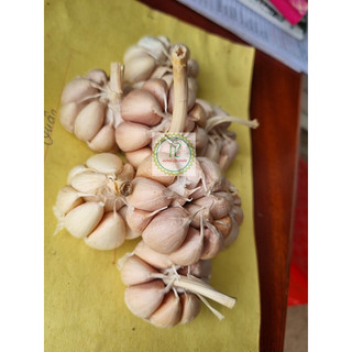 Tỏi Tía (củ nhánh to)