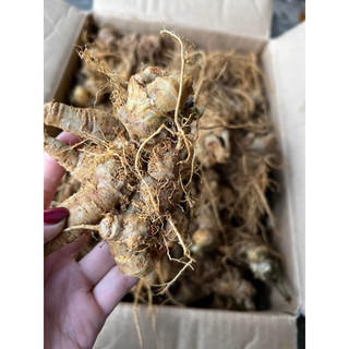 Củ tam thất tươi 500g - 1kg