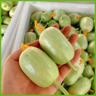 Hạt giống dưa chuột ngọc nữ nhập khẩu - tặng kích mầm