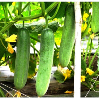 Hạt dưa chuột thái chịu nhiệt siêu quả,dưa leo cao sản nảy mầm 99% hàng Công Ty
