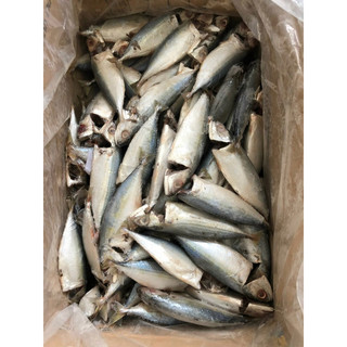 Cá bạc Má tươi ngon làm sạch cấp đông 1kg