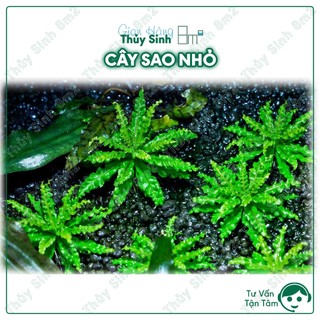Cây sao nhỏ, cây thủy sinh tiền cảnh, cắt cắm | 8m2