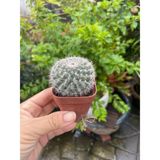 Xương rồng bánh sinh nhật