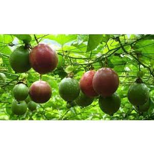 hạt giống chanh leo tím 20 hạt