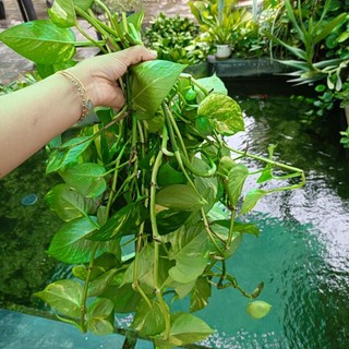 Trầu bà cân ký, 1kg- dây trầu bà cắt tươi, dễ trồng, nhanh phát triển