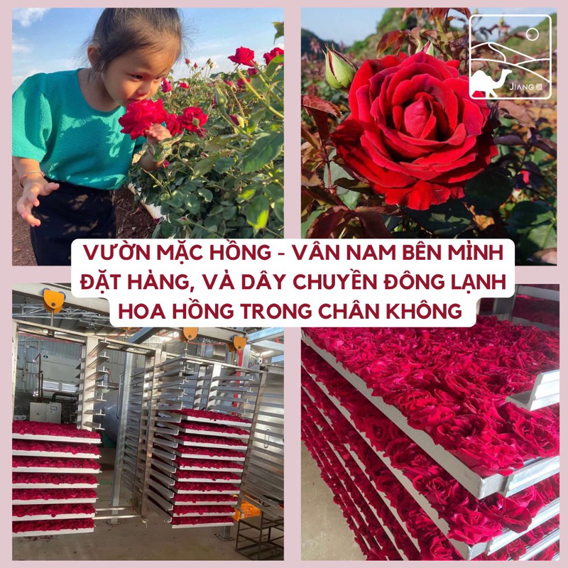 Trà Hoa Hồng Vân Nam Jiang loại Thượng Hạng nấu trà sữa Vân Nam