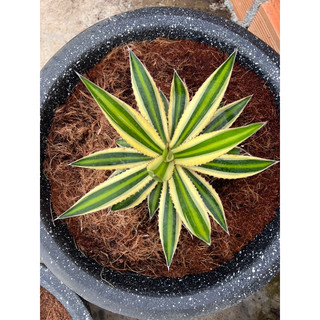 Cây AGAVE Var Đủ Kích Thước, 1 đổi 1