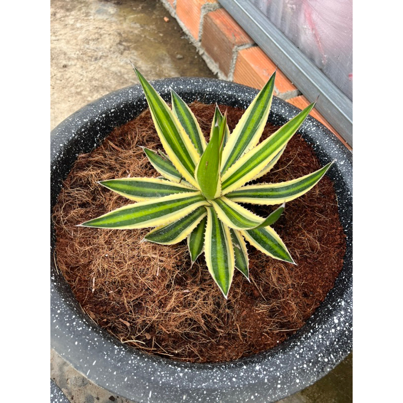 Cây AGAVE Var Đủ Kích Thước, 1 đổi 1