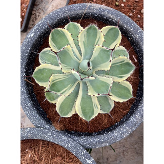 Cây AGAVE Var Đủ Kích Thước, 1 đổi 1
