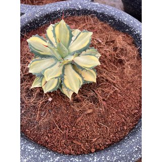 Cây AGAVE Var Đủ Kích Thước, 1 đổi 1