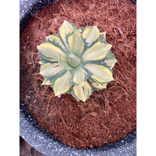 Cây AGAVE Var Đủ Kích Thước, 1 đổi 1