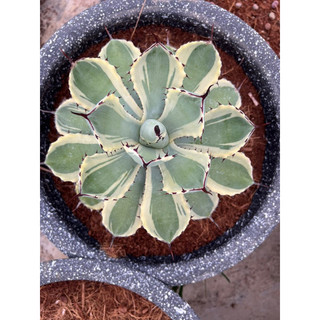 Cây AGAVE Var Đủ Kích Thước, 1 đổi 1