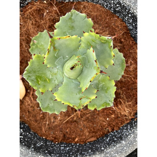 Cây AGAVE Var Đủ Kích Thước, 1 đổi 1