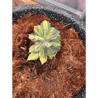 Cây AGAVE Var Đủ Kích Thước, 1 đổi 1