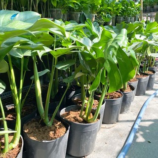 Trầu bà lá xẻ lá dày cao trên 60cm