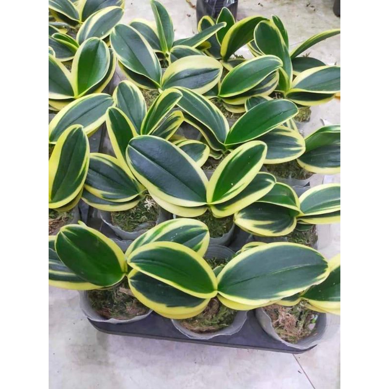 Combo 5 Hồ Điệp phát tài lá biên