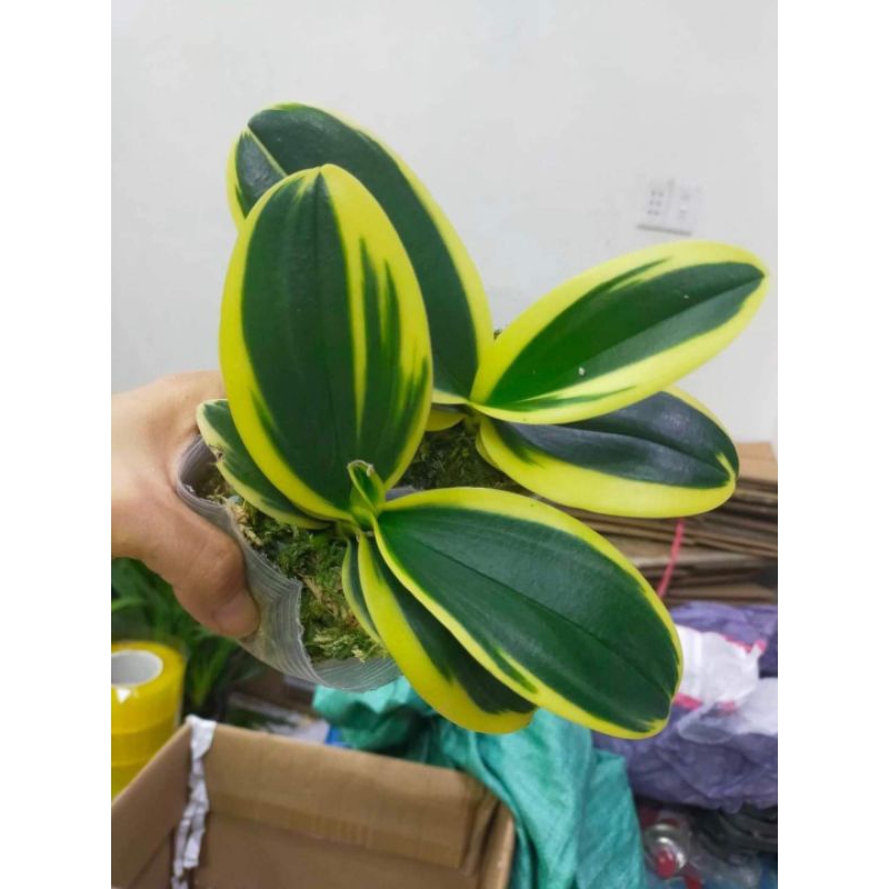 Combo 5 Hồ Điệp phát tài lá biên