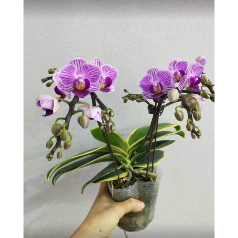 Combo 5 Hồ Điệp phát tài lá biên