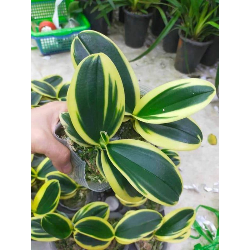 Combo 5 Hồ Điệp phát tài lá biên