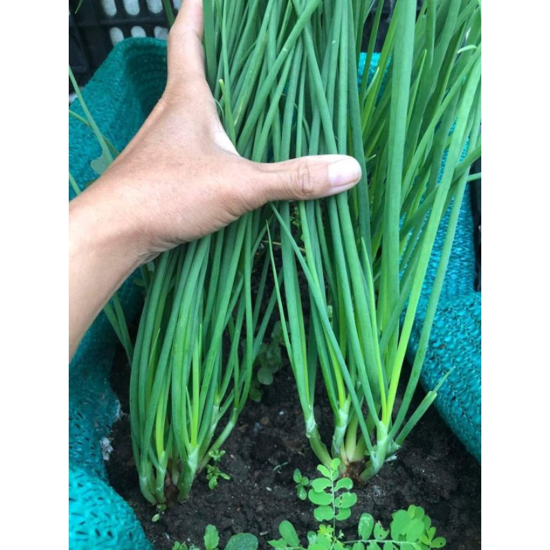 Giống hành ba chài 0.5kg