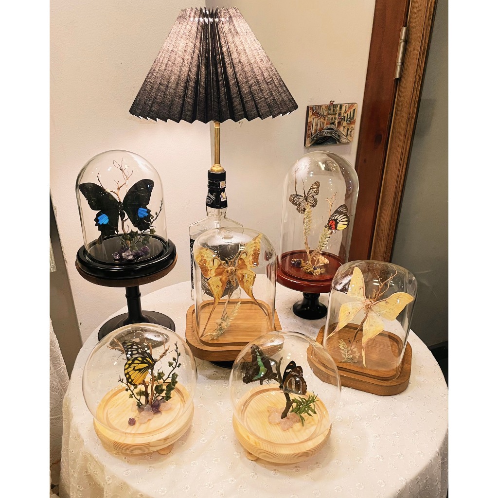 𝐁𝐮𝐭𝐭𝐞𝐫𝐟𝐥𝐲 𝐓𝐚𝐱𝐢𝐝𝐞𝐫𝐦𝐲  🧚