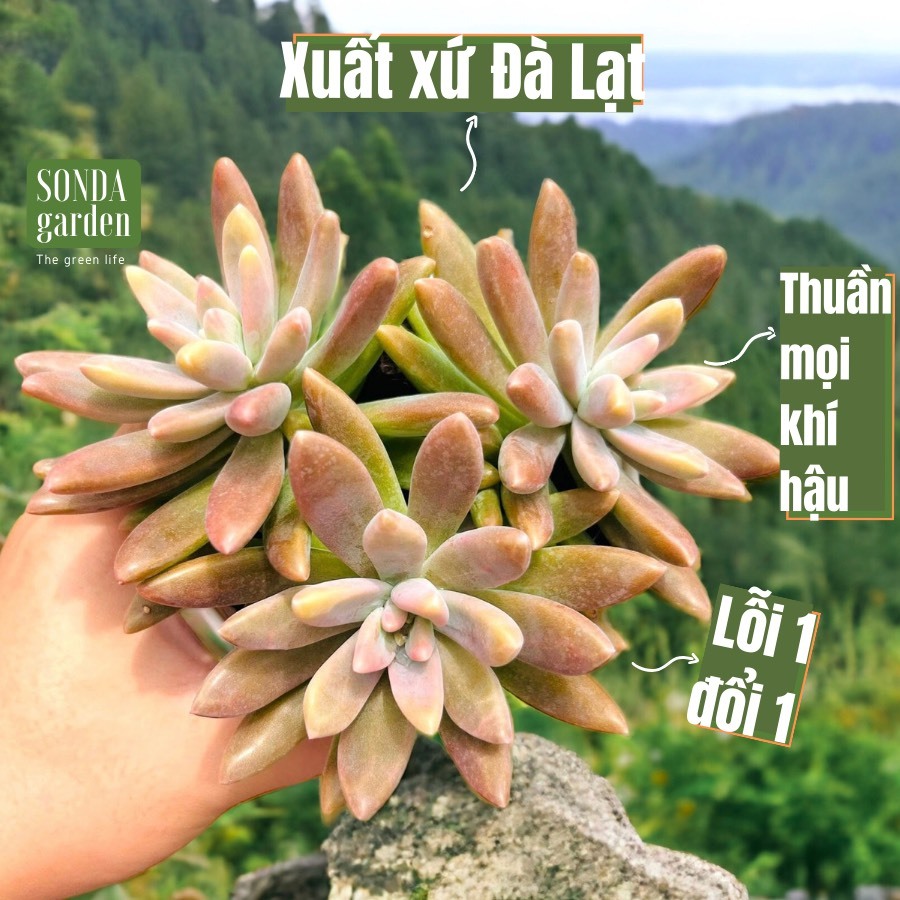 Sen đá pha lê SONDA GARDEN size trung bình 10-12cm cây cảnh trang trí nhà cửa, lỗi 1 đổi 1
