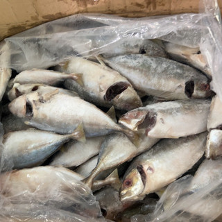 Cá Ngân tươi ngon làm sạch cấp đông 1kg