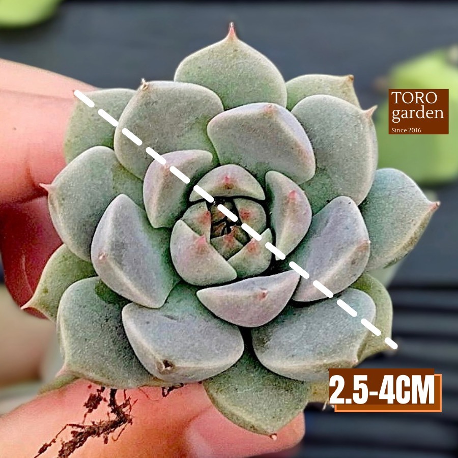 Sen đá hoa hồng trắng Đà Lạt size mini cây cảnh trang trí nhà cửa Toro garden