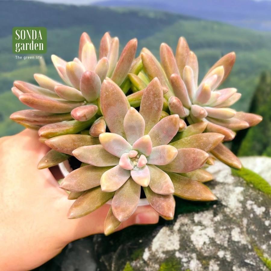 Sen đá pha lê SONDA GARDEN size trung bình 10-12cm cây cảnh trang trí nhà cửa, lỗi 1 đổi 1