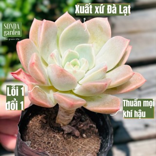  Sen đá hồng quế cổ thụ full nắng mưa SONDA GARDEN size bé 5-6cm cây cảnh trang trí nhà cửa lỗi 1 đổi 1 