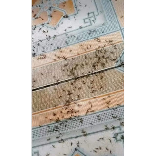 THUỐC DIỆT MUỖI, CÔN TRÙNG MAP PERMETHRIN 50EC CHAI 100ML