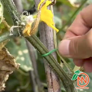 Dây Cột Lan Có Lưỡi Cắt, Dây Kẽm Có Lưỡi Cắt Lõi Kẽm Bọc Nhựa, Dây Buộc Cây Có Lưỡi Cắt