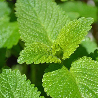 Hạt Giống Bạc Hà Chanh Lemon Balm (134)