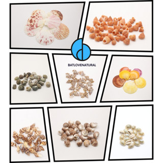  Combo Vỏ Sò Vỏ Ốc - DIY - Phụ kiện trang trí - Vỏ ốc vỏ sò trang trí nhiều kích thước - Vỏ sò ốc đẹp 