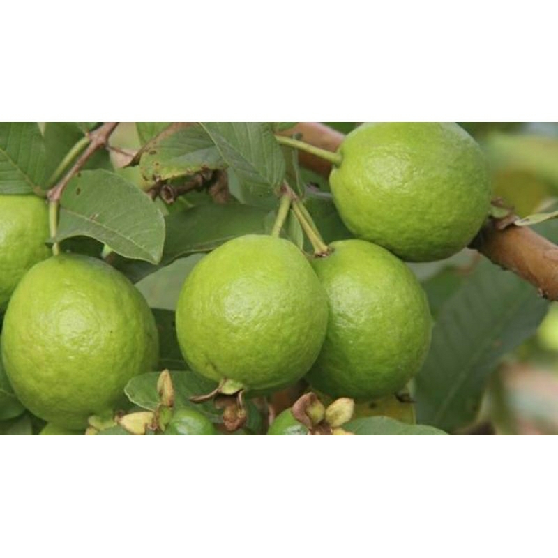 CÂY ỔI GĂNG GHÉP 6 THÁNG CHO TRÁI