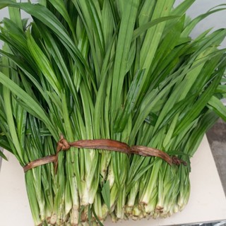 1kg lá dứa thơm lá nếp lá dứa nếp