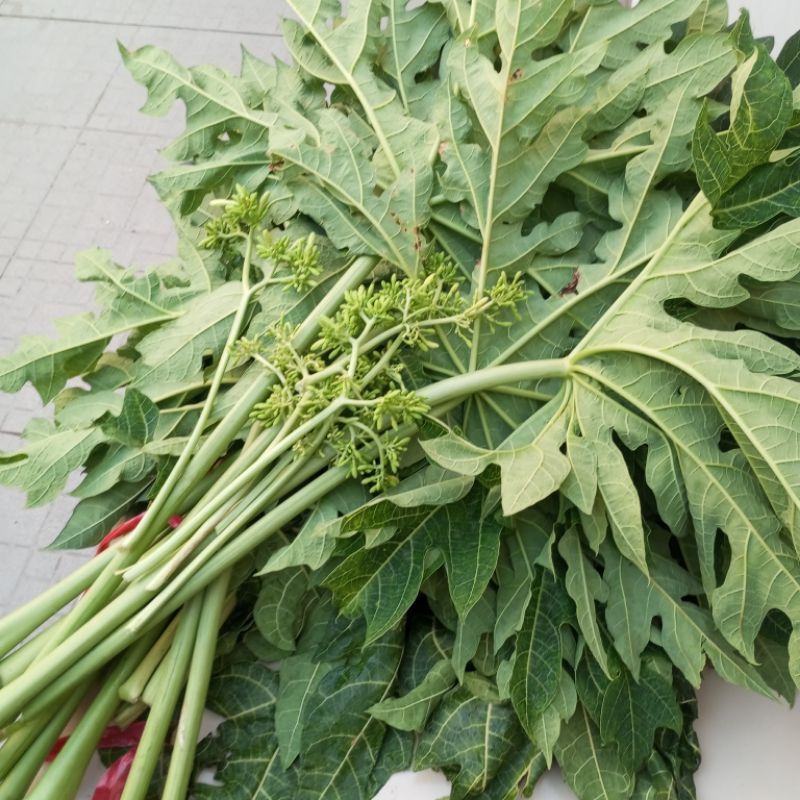 1kg lá đu đủ đực tươi