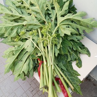 1kg lá đu đủ đực tươi