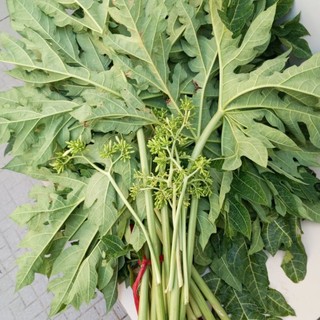 1kg lá đu đủ đực tươi