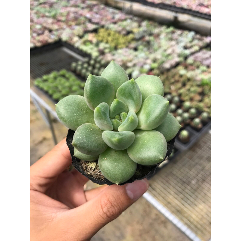 Sen Đá Sỏi Quan Âm Size Bầu