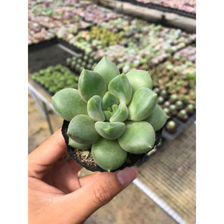 Sen đá sỏi quan âm size bầu