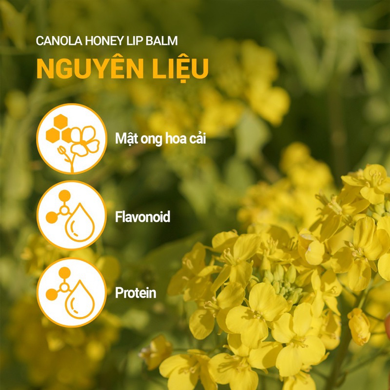 Son dưỡng môi mật ong hoa cải không màu Innisfree 3.5g