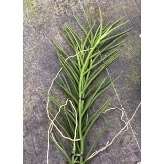 Vanda lá kim lớn - màu như hình