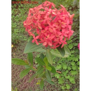 Trang con lá trung nhiều màu rễ tốt