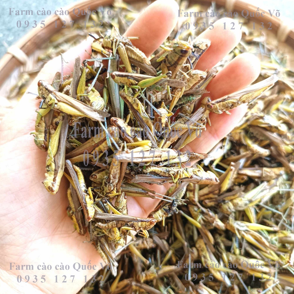 Cào cào sấy khô nguyên con, sấy theo công nghệ cao giúp cào cào đảm bảo chất dinh dưỡng( thức ăn cho