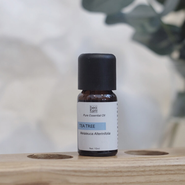 Tinh dầu Tea Tree Tràm Trà Bèo Tấm - Hương thơm thảo mộc tươi mát, lan tỏa, ấm áp, thấm nhẹ, dược liệu, thoang thoảng vị