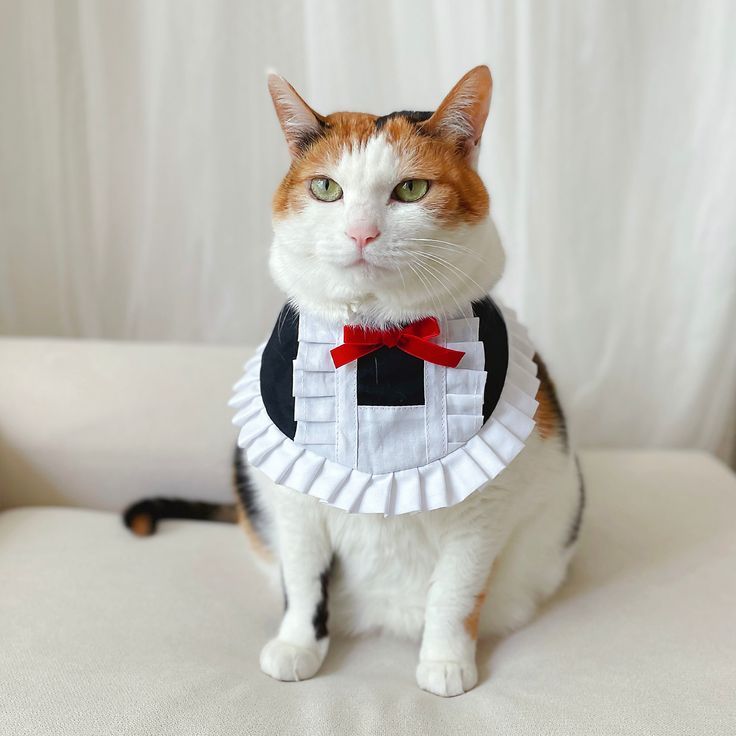 YẾM CÔ GIÚP VIỆC CHO CÚN MÈO HƠI BỊ DỄ THƯƠNG