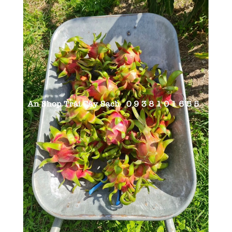 THANH LONG RUỘT TRẮNG [Set 2Kg]
